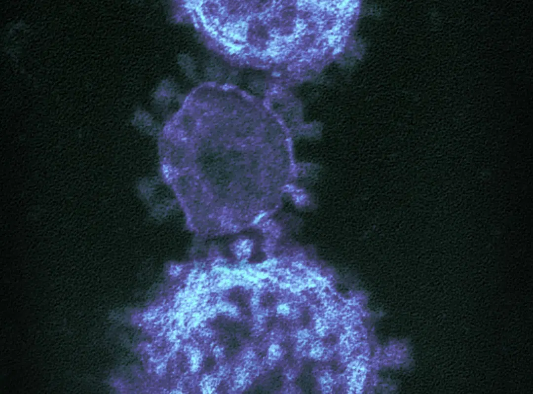 Coronavirus